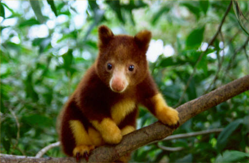Tree Kangaroo - endangered species